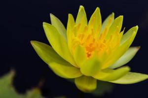 Beautiful blooming yellow water lily photo