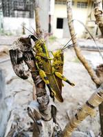 Male grasshopper riding behind female grasshopper photo