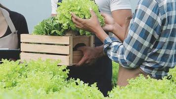 senior vuxen par plockning vegetabiliska från bakgård trädgård video