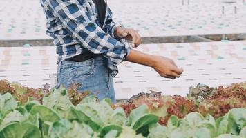 anziano adulto coppia raccolta verdura a partire dal Giardino dietro la casa giardino video