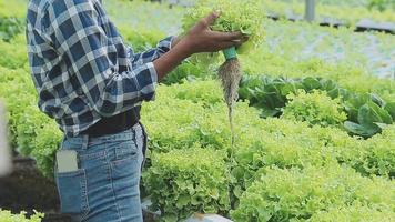 Senior adult couple picking vegetable from backyard garden video