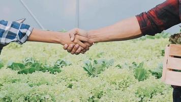 Senior adult couple picking vegetable from backyard garden video