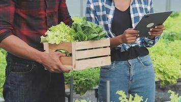 Senior adult couple picking vegetable from backyard garden video