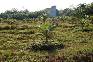 Young coconut trees that grow are still small, photo shoot during the day