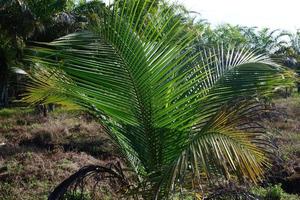 Young coconut trees that grow are still small, photo shoot during the day