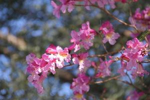 pink lapacho in flower in south america photo