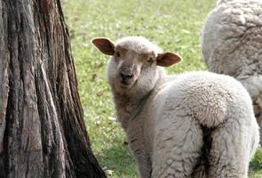 sheep grazing in the green Argentine countryside photo