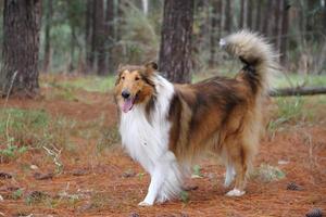 perrito collie en el playa mascota simpático foto