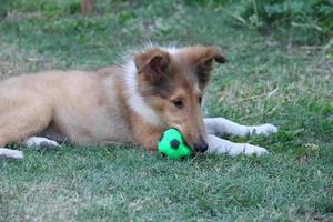 collie puppy playing on the green grass photo