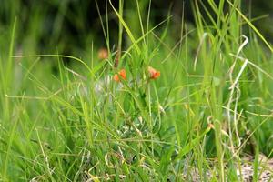 Tall grass and flowers in a forest clearing. photo