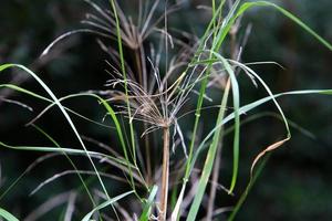 Tall grass and flowers in a forest clearing. photo