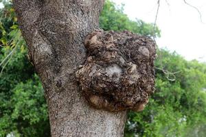 Parasitic fungus chaga on the trunk of a large tree. photo