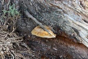 Parasitic fungus chaga on the trunk of a large tree. photo