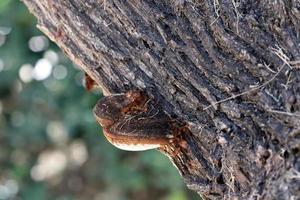 Parasitic fungus chaga on the trunk of a large tree. photo