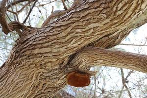 Parasitic fungus chaga on the trunk of a large tree. photo