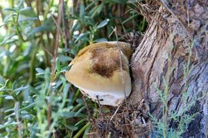 Parasitic fungus chaga on the trunk of a large tree. photo