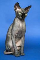 Portrait of Canadian Sphynx on blue background photo