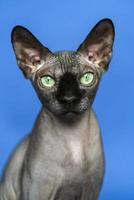 Canadian Sphynx cat - breed of cat known for its lack of fur. Close-up portrait of smart cat on blue background. Front view, looking at camera photo