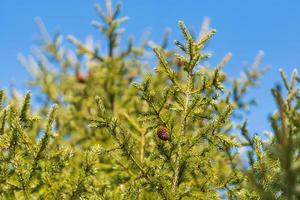 Natural evergreen branches with cones of Christmas tree in pine forest on background blue sky. Fir branches ready for decoration for Xmas, Happy New Year photo