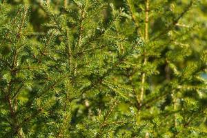 Natural evergreen branches with needles of Christmas tree in pine forest. Close-up view of holiday fir branches pattern background photo