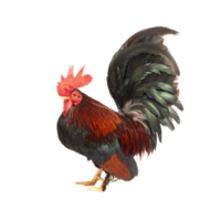 Portrait of bantam chicken on transparent background, PNG file