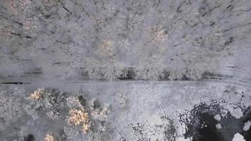 Aerial view of Winter Forest video