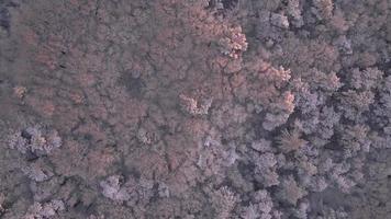 vue aérienne de la forêt d'hiver video