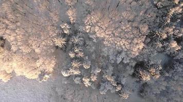 vue aérienne de la forêt d'hiver