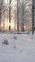 snöig trädbevuxen skog video