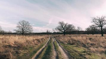 Wooded Area with Path video