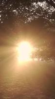 Sunlight shines through trees on a paved road video