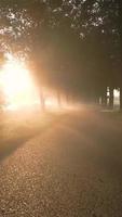 Sunlight shines through trees on a paved road video