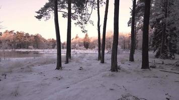 Nevado arborizado floresta video