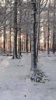 snöig trädbevuxen skog video