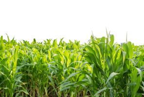 Green Corn field isolated on transparent background, Corn tree, PNG File