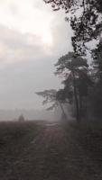 pantano de niebla zona boscosa