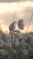 Cotton grass and wind blows video