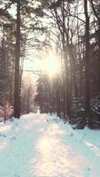 vacker sol stirrar genom en skogsväg täckt av snö video