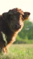 Highland cattle calf faces camera, eats grass video