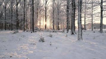 schneebedeckt bewaldet Wald video