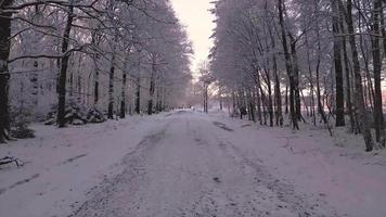neve coberto caminho dentro a inverno floresta video