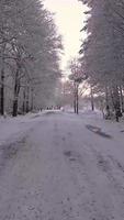 neve coberto caminho dentro a inverno floresta video