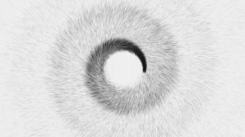 elegant svart och vit spiral av partiklar bakgrund. svart partiklar spiralformad och strålande utåt. detta minimalistisk rörelse bakgrund animering är full hd och en sömlös slinga. video