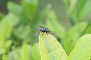 mosca azul sentado en el hoja foto