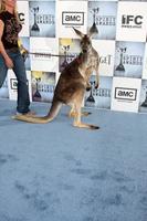 Kangaroo from Australian Tourisum arriving at the  Film Indpendents  24th Annual Spirit Awards on the beach in Santa Monica CA  onFebruary 21 20092009 photo