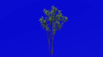 Tree animation - japanese sapphire berry - asiatic sweetleaf - symplocos myrtacea - green screen chroma key - 1a - summer spring video