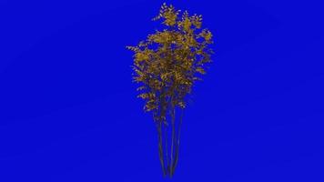 Baum Animation - - japanisch Saphir Beere - - asiatisch süßes Blatt - - Symplokos myrtacea - - Grün Bildschirm Chroma Schlüssel - - 2b - - Herbst fallen video