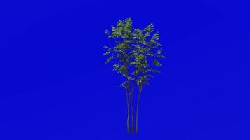 Tree animation - japanese sapphire berry - asiatic sweetleaf - symplocos myrtacea - green screen chroma key - 3b - summer spring video