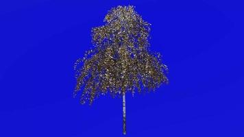 Tree animation loop - european white birch, silver birch, warty birch, east asian white birch - betula pendula - green screen chroma key - big 1a - winter snow video