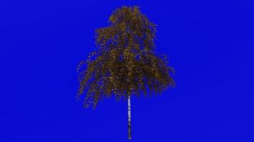 Tree animation loop - european white birch, silver birch, warty birch, east asian white birch - betula pendula - green screen chroma key - big 1a - autumn fall video